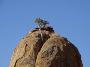erongo_dsc00384 Granitblock mit Baum im Erongo Gebirge, Namibia