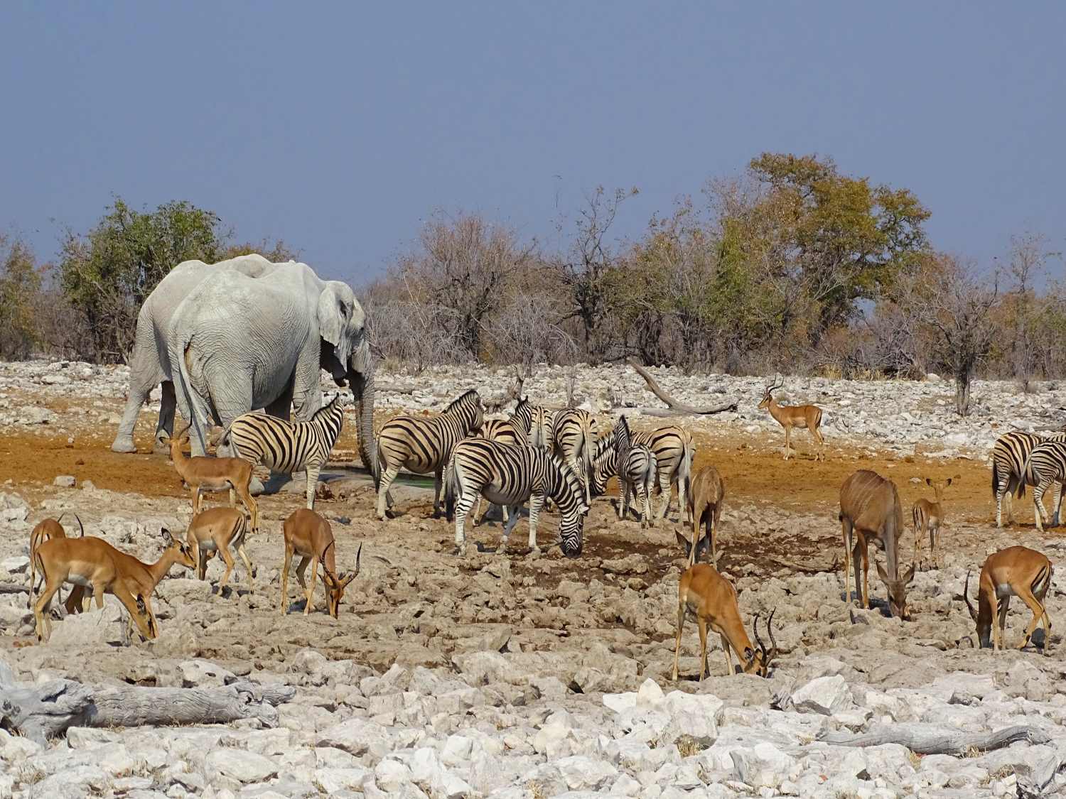 Elefanten, Imapalas und Zebras am Wasserloch in Etosha