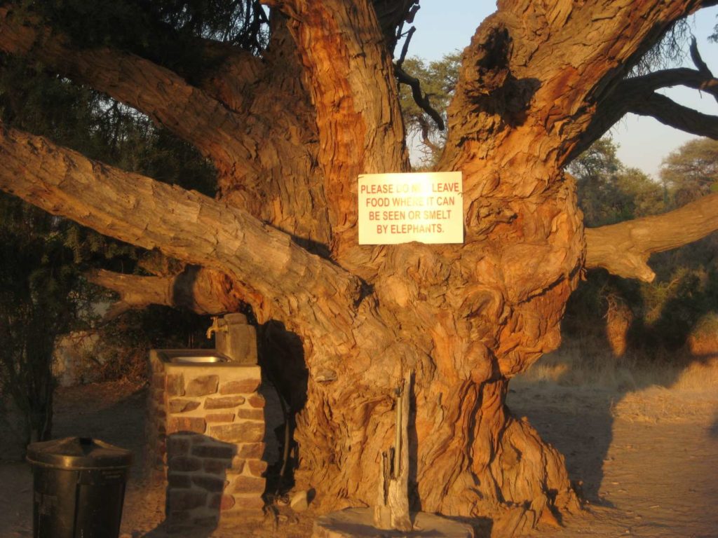 ahnenbaum-am-campingplatz-von-puros-kaokoveld Ahnenbaum am Campingplatz in Puros, Kaokoveld, Namibia