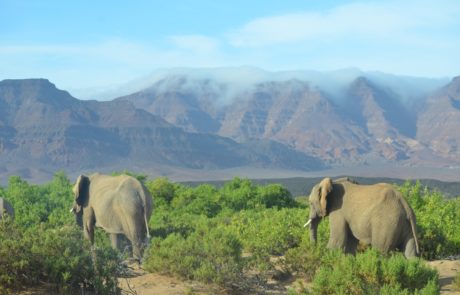 Zwei Elefantenbullen im Damaraland, Namibia