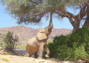 Ein Wüstenelefant frisst an einem Ahnenbaum