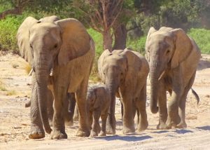 Wüstenelefanten in Namibia