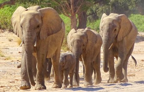 Wüstenelefanten in Namibia