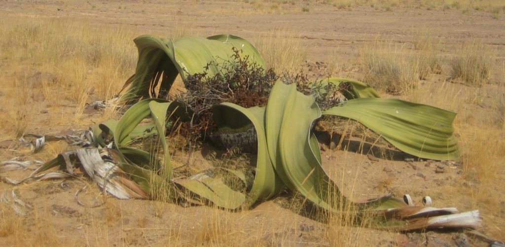 Welwitschia mirabilis im Damaraland Glückliche Wanderer