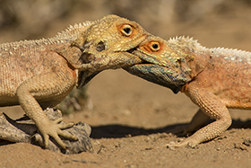 Kalahari South Africa Agamen beim Kamp - (c) Bernd Wasiolka