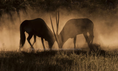 Gemsbok fight (c)Bernd Wasiolka-wildphotolife