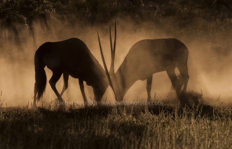 Gemsbok fight (c)Bernd Wasiolka-wildphotolife
