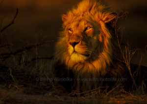 Löwe in der Kalahari c) B Wasiolka