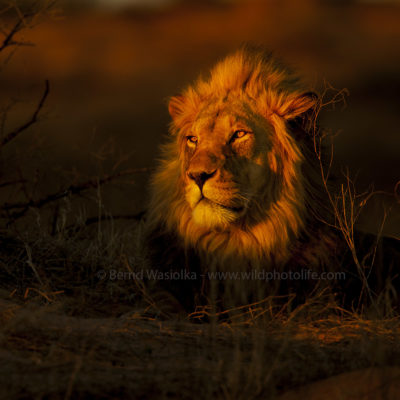Löwe in der Kalahari c) B Wasiolka