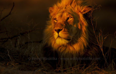 Löwe in der Kalahari c) B Wasiolka