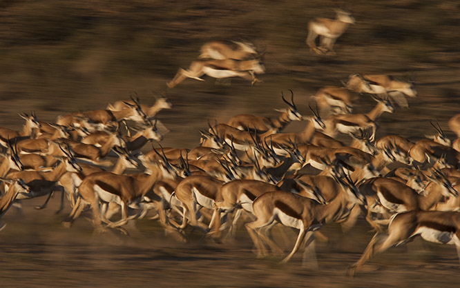 Springbockherde in der Kalahari_(c) Bernd Wasiolka Springbockherde - (c) Bernd Wasiolka