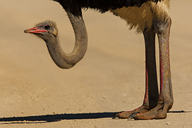 – Kalahari Männlicher Strauss - (c) Bernd Wasiolka