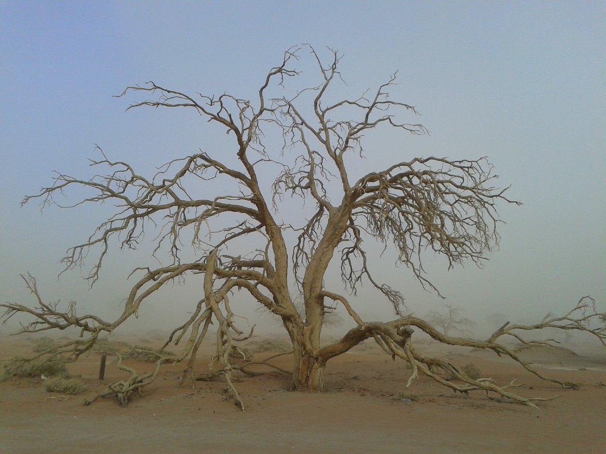 Kameldornbaum beim Parkplatz auf dem Weg zum Sossusvlei im Sandnebel_20170528_090745 Tote Bäume im Dead Vlei