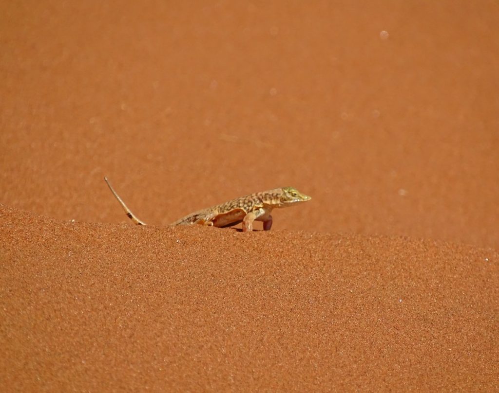 Sandtaucher Eidechse in der Namib