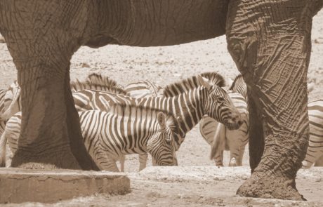 lefantenbeine als Rahmen für Zebras in Etosha
