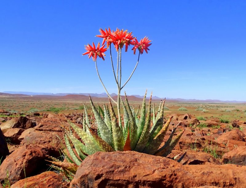 Aloe Zebrina in der Palmwag Konzession_DSC01033 Hartmanns Bergzebras im grünen Damaraland