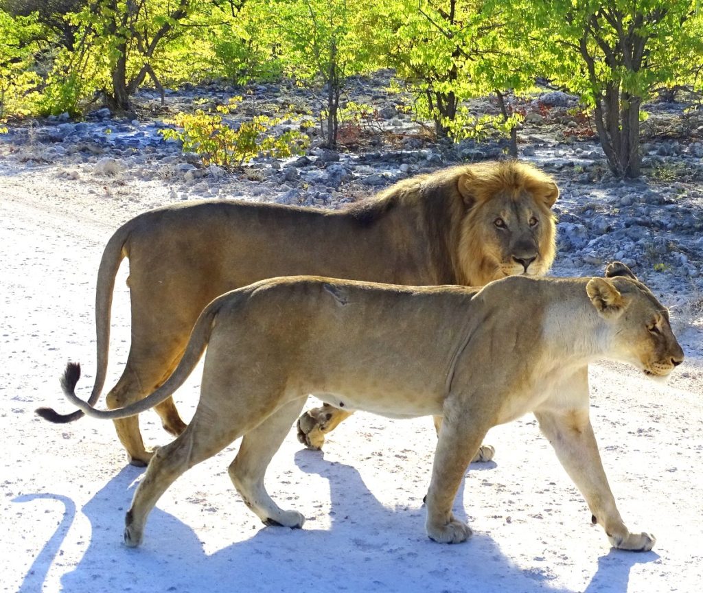 Löwenpärchen im Etosha Nationalpark in Namibia Löwenpärchen im Etosha Nationalpark in Namibia