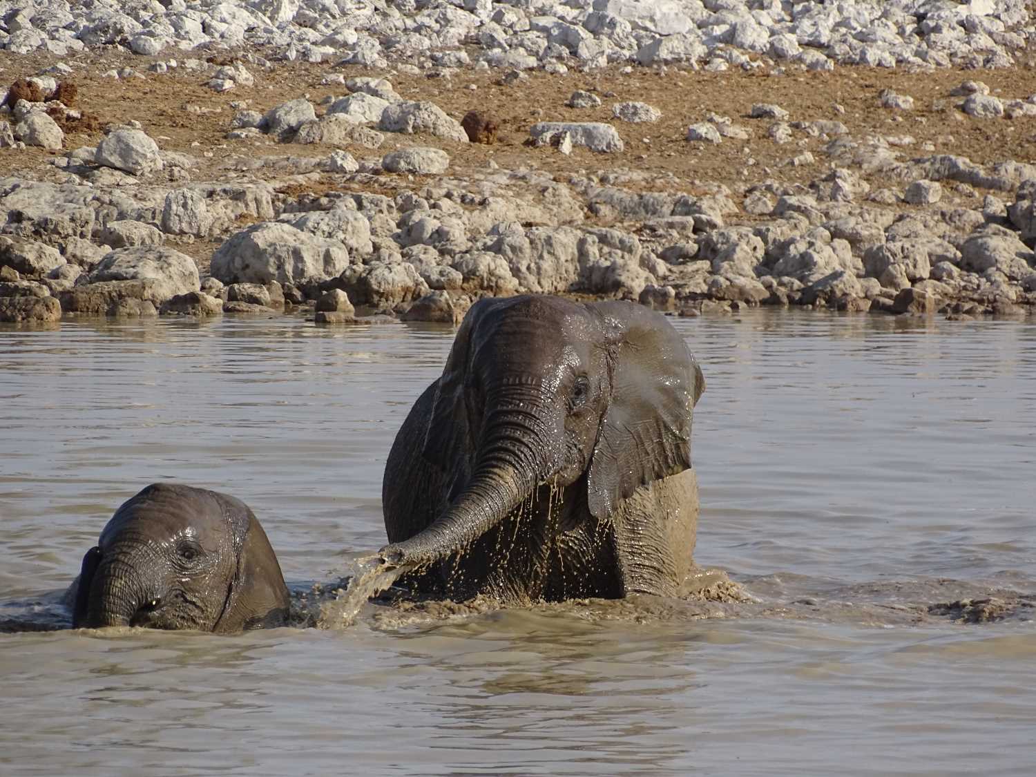 elefant-mit-baby-badet-im-wasserloch-in-etosha-okaukuejo elefant-mit-baby-badet-im-wasserloch-in-etosha-okaukuejo