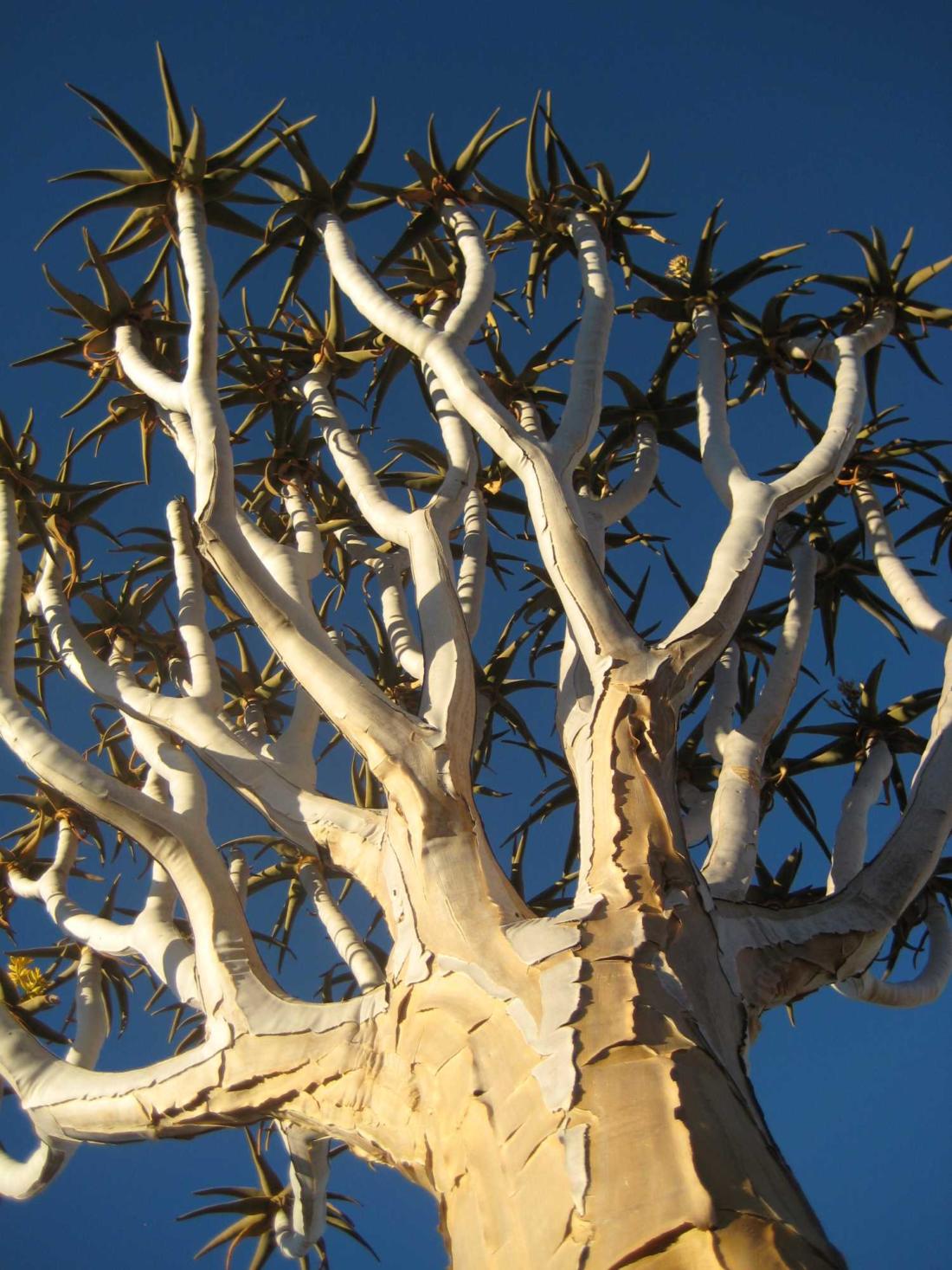 Köcherbaum (Aloe aloidendrum) vor blauem namibischen Himmel