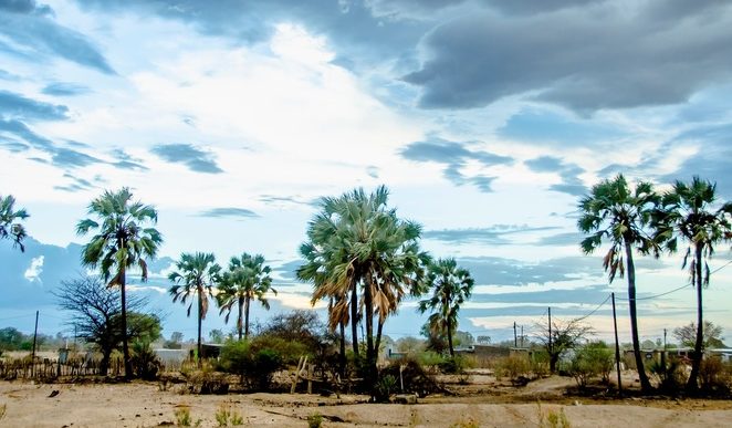 Makalanipalmen im Ovamboland Namibia C) Ongula Village