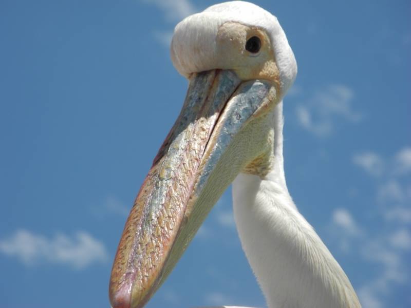 pelikan-in-der-walvisbuch-namibia Eine Bootsfahrt die ist lustig - ein Pelikan aus nächster Nähe