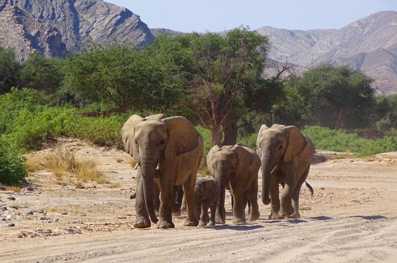 Wüstenelefanten im Flussbett des Hoanib