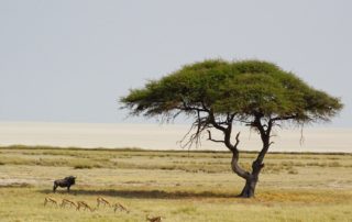 Schirmakazie mit Gnu und Springbock vor der Etosha Pfanne