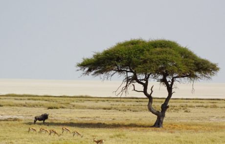 Schirmakazie mit Gnu und Springbock vor der Etosha Pfanne