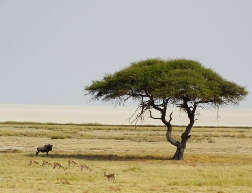 Magisches Namibia: Selbstfahrer Reise mit zentralen Highlights [2 Wochen]
