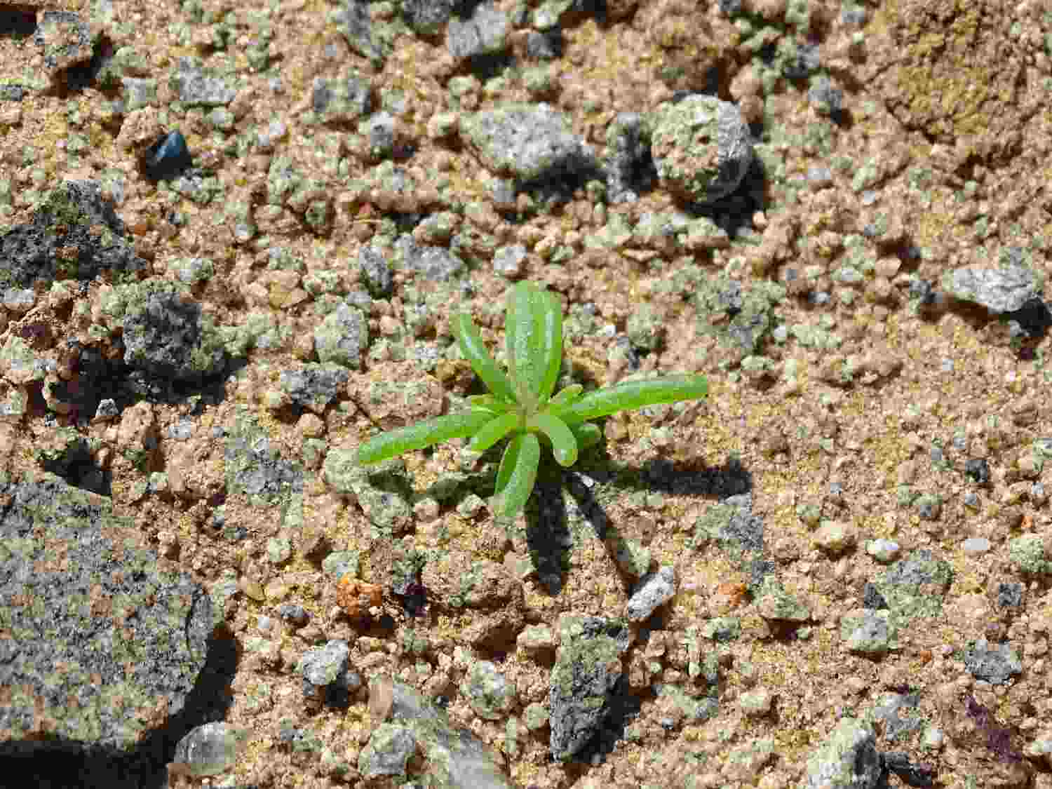 Kleine Sukkulente auf den Geröllflächen der Namib