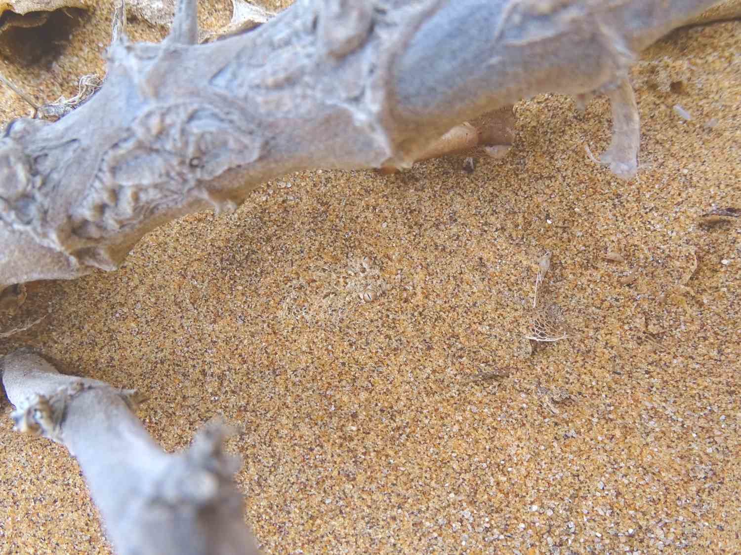 Im Sand versteckte Zwergpuffotter