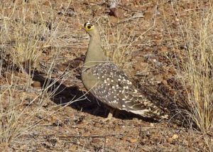 Doppelband Flughuhn in Namibia
