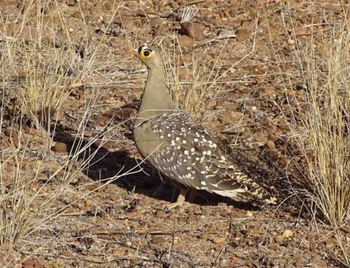 Namibia Vogelbeobachtungssafaris