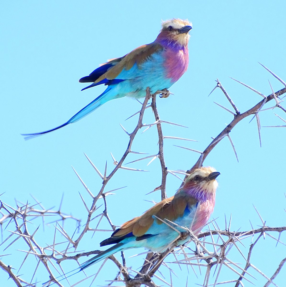 Gabelracken in Etosha_DSC04961 Gabelracken in Etosha