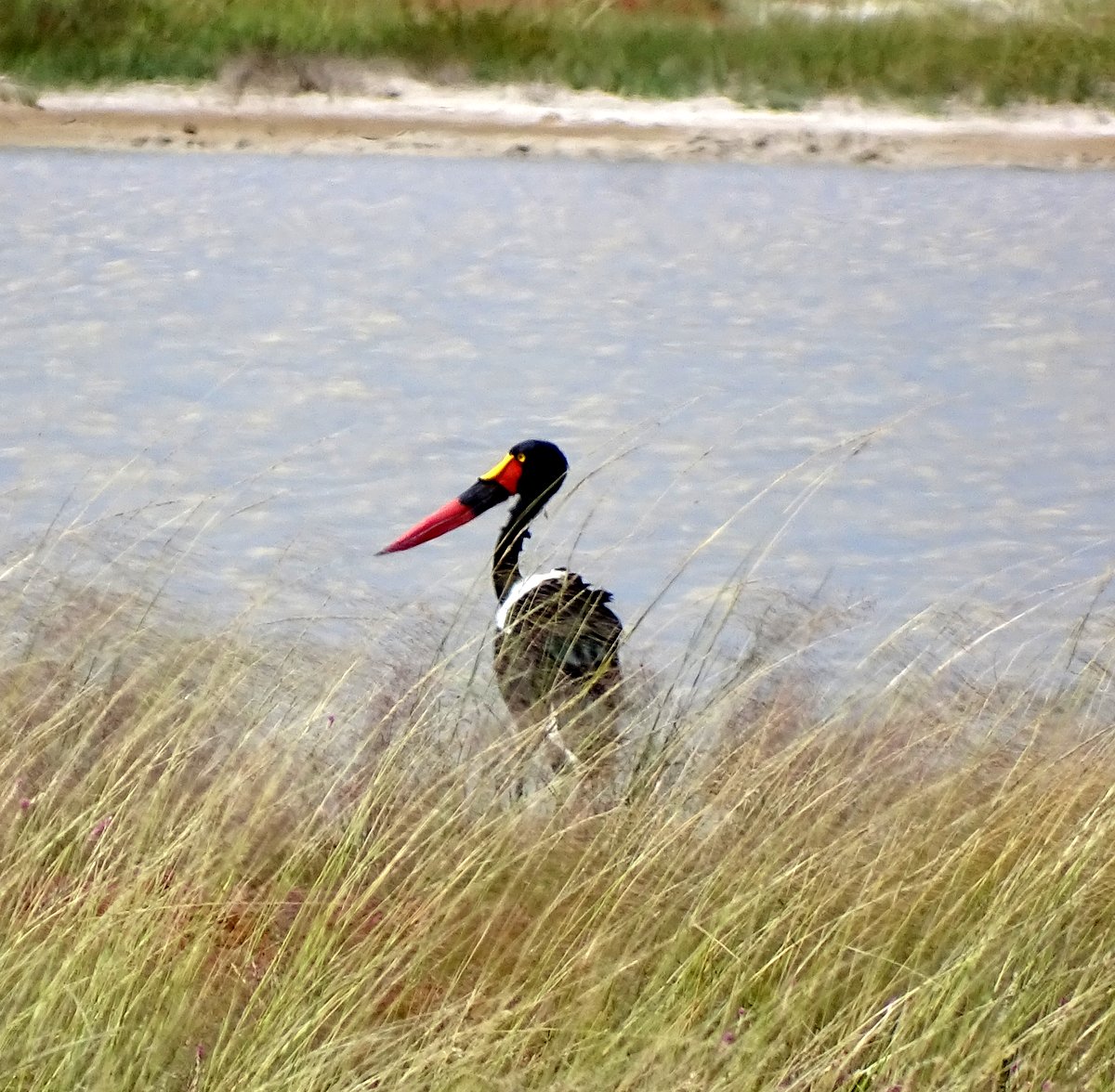 Sattelstorch in Etosha_DSC04963 Sattelstorch in Etosha