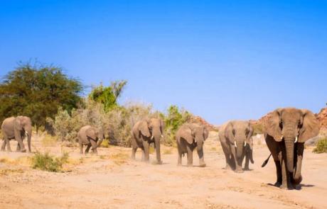 Wüstenelefanten im Damaraland Namibia, C EHRA