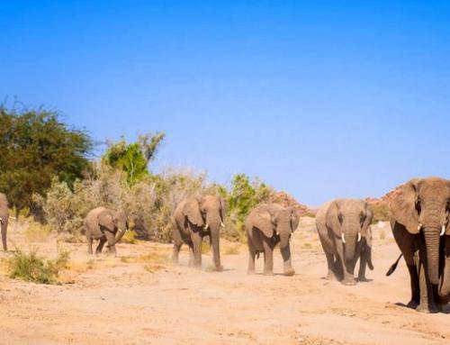 Preisgekröntes Volunteering: Nambias Wüstenelefanten helfen