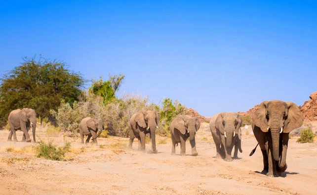 Volunteering in Namibia: Wüstenelefanten helfen