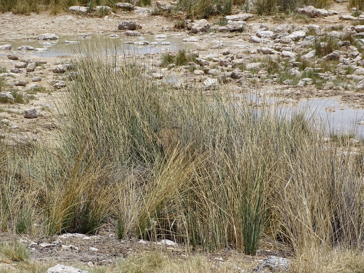 Etosha Versteckter Löwe im Gebüsch Etosha Versteckter Löwe im Gebüsch
