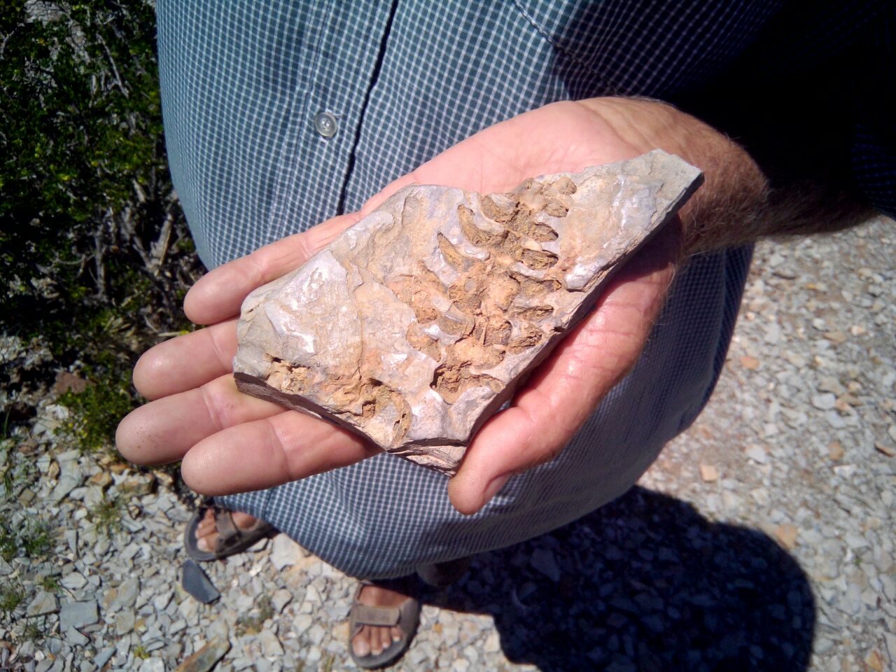 Saurierknochen in Namibia Mesosaurus Fossil in Namibia