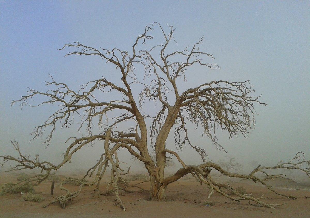 Kameldornbaum am Sossusvlei im Ostwind-Sandnebel
