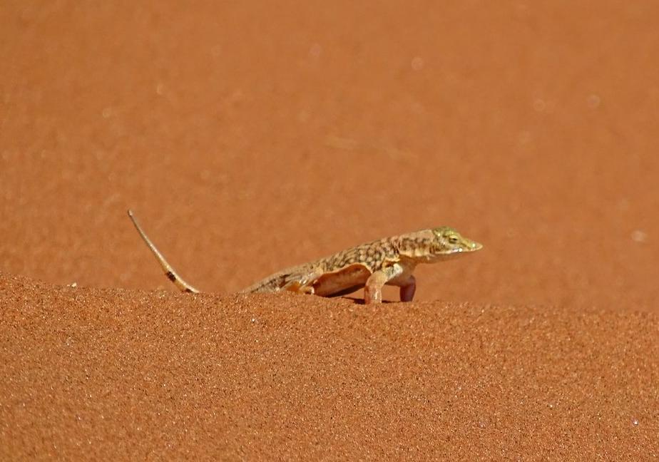 Oryxe vor Dünen am Sossusvlei in Namibia