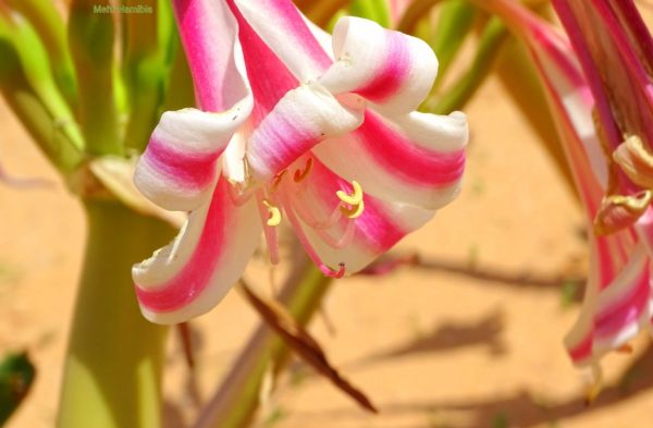Vlei Lillies blühen nach dem Regen im Kalaharisand Vlei Lilien auf Kalahari Sand am Waterberg