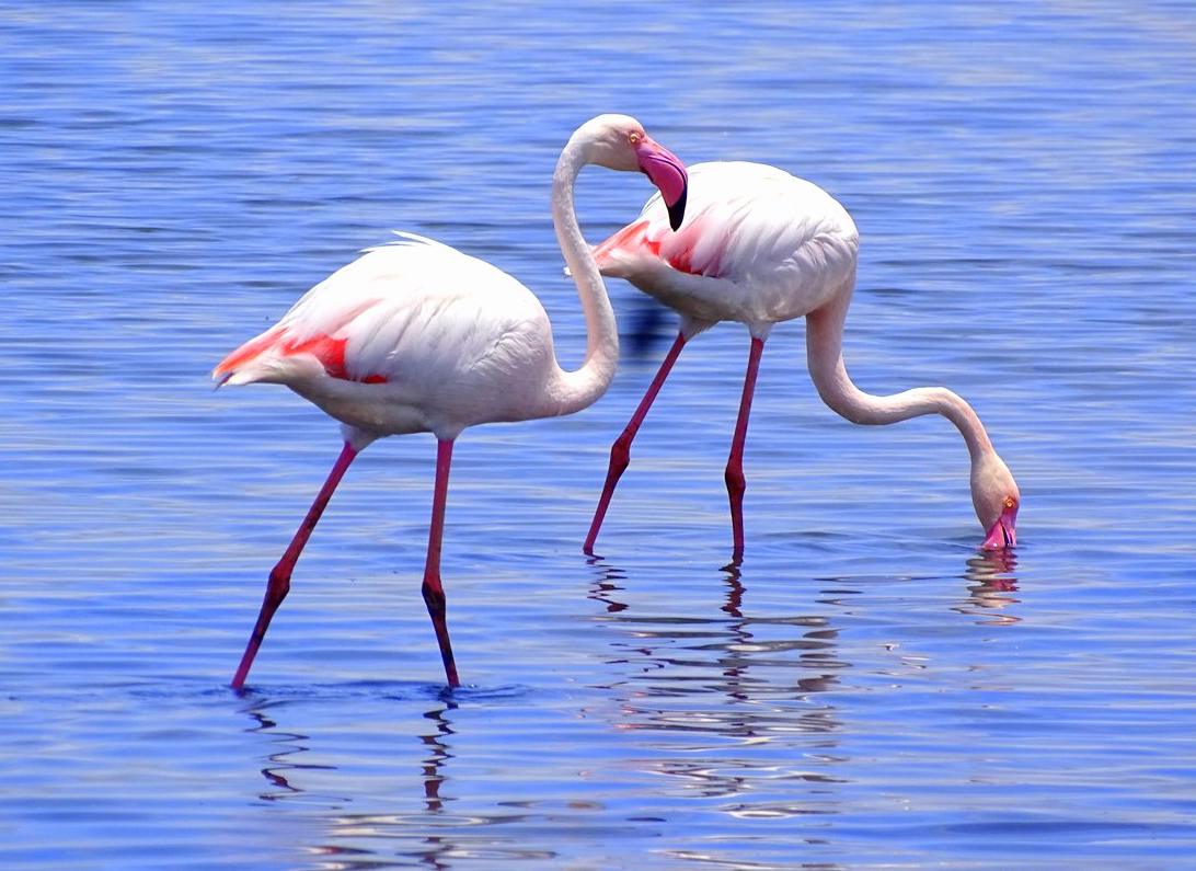 Rosa Flamingos in den seichten Salzbecken von Walvis Bay Namibia