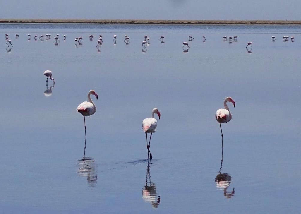 Flamingos in der Bucht von Walvis Bay