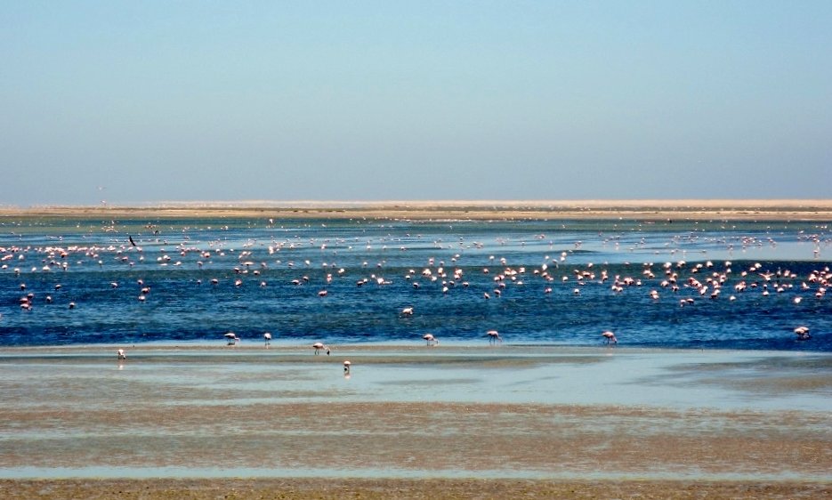 Flamingos - rosa Punkte in der Ferne