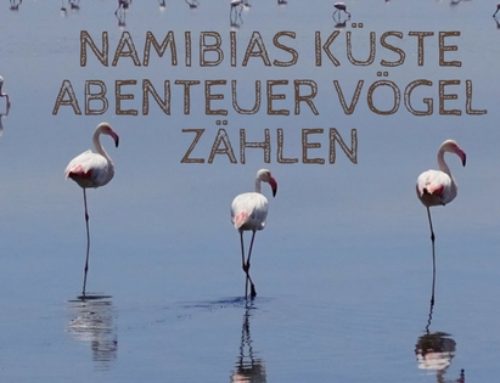 Namibias Küste mal anders – Abenteuer Vögel zählen