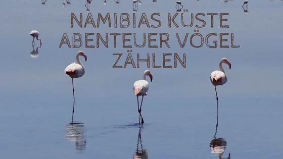 Namibias Küste Abenteuer Vögel zählen