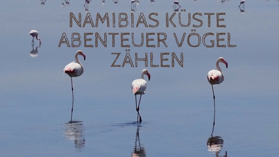 Namibias Küste Abenteuer Vögel zählen