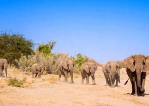 Volunteering for Namibia's desert-adapted elephants